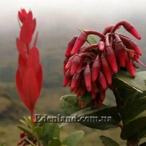 Изображение молодая красная ветка