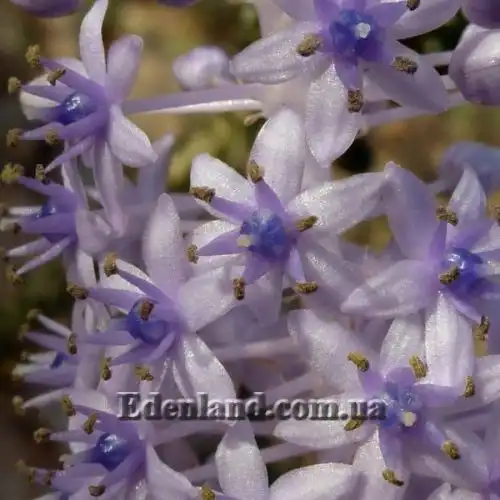 Изображение Сцилла широколистная - Scilla latifolia