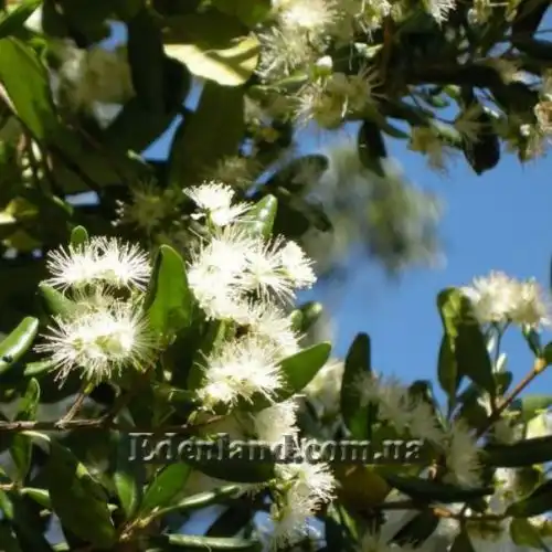 Изображение Блефарокаликс Круксханкса - Blepharocalyx cruckshanksii