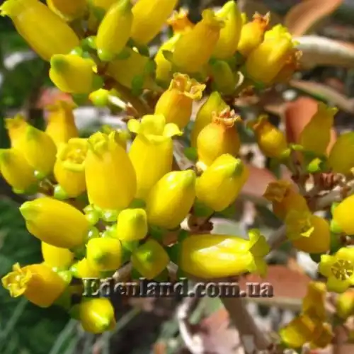 Изображение Каланхоэ оргиалис - Kalanchoe orgyalis