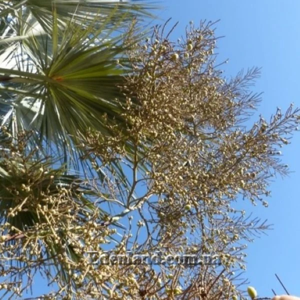 Изображение плоды созревают