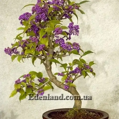 Изображение Каликарпа Бодинье - Callicarpa bodinieri