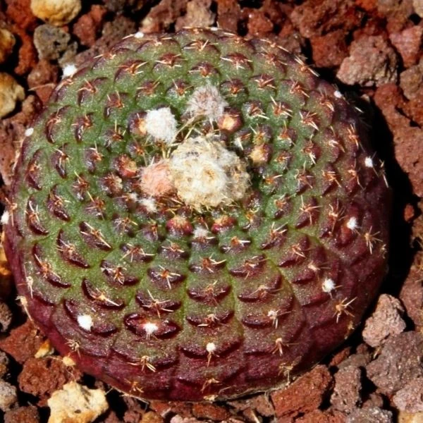 Зображення Фрайлея панцирна - Frailea cataphracta 