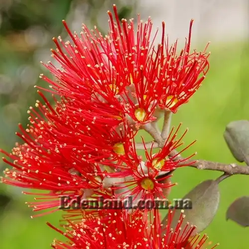 Изображение Метросидерос высокий - Metrosideros excelsa