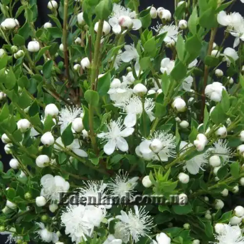 Изображение Лума Чекен - Luma chequen