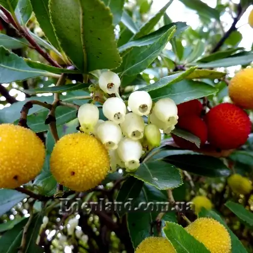 Изображение цветы и созревающие плоды