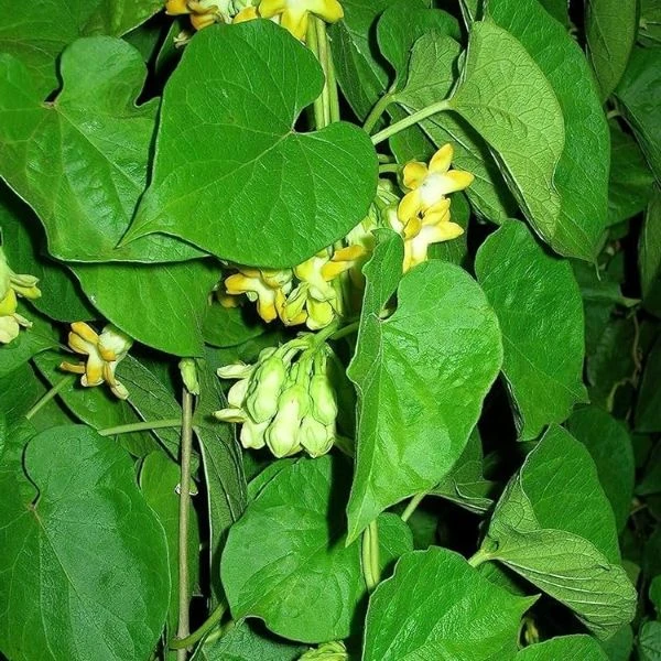 Изображение Телосма сердцевидная  - Telosma cordata