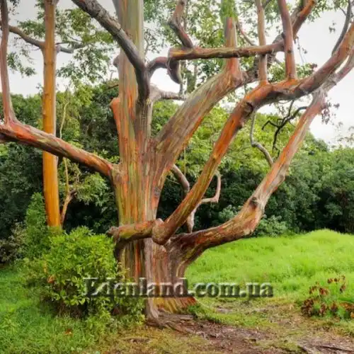 Изображение Эвкалипт радужный - Eucalyptus deglupta