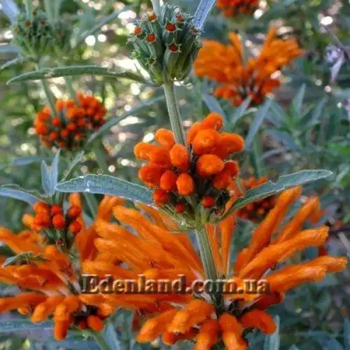 Зображення цвітіння