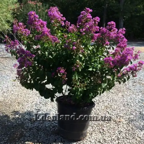 Изображение Лагерстремия индийская - Lagerstroemia indica 
