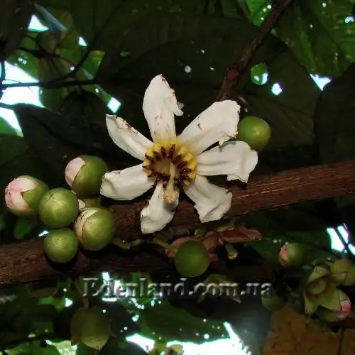 Изображение цветок и бутоны