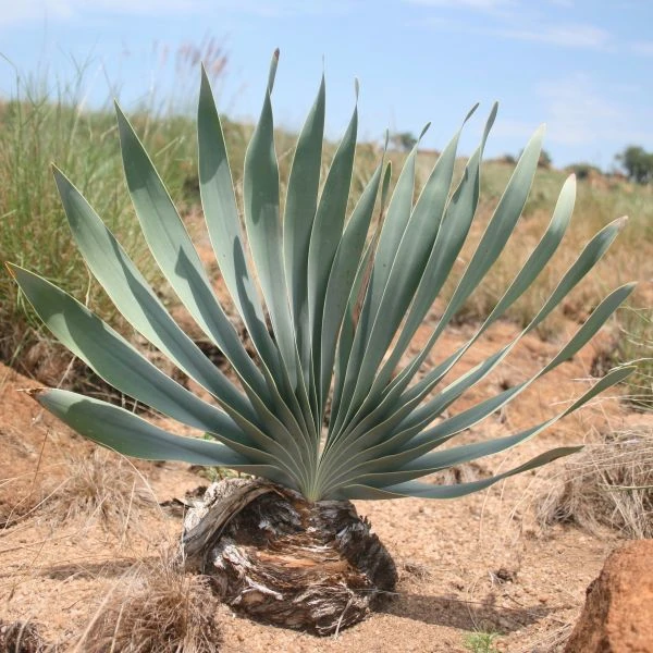 Изображение Боофона двухрядная  - Boophone disticha