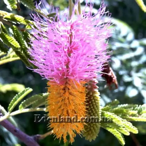 Зображення Дихростахіс попелястий - Dichrostachys cinerea