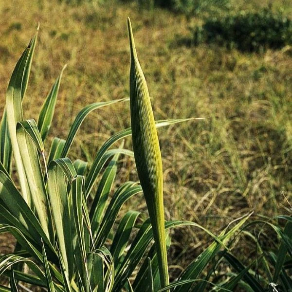 Зображення Алагоптера піщана - Allagoptera arenaria 