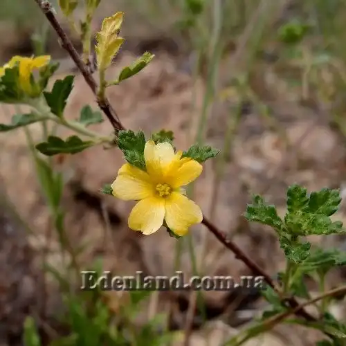 Изображение Тёрнера (Турнера) раскидистая - Turnera diffusa