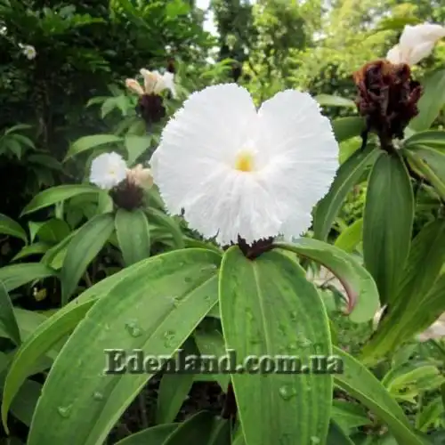 Изображение Гелления прекрасная - Hellenia speciosa