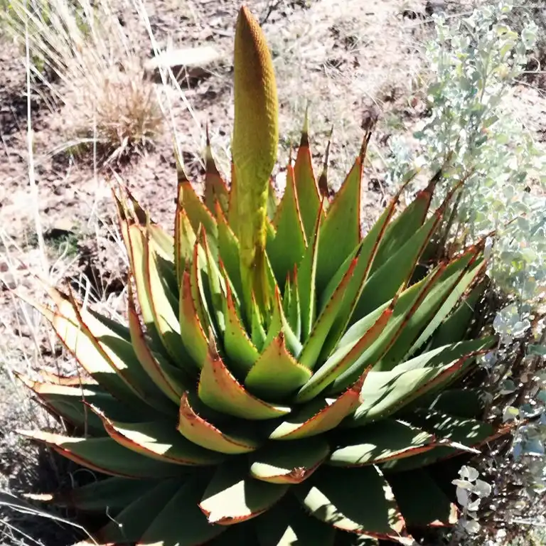 Изображение появление цветоноса