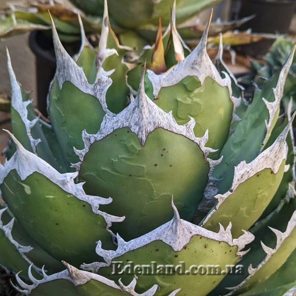 Агава Отеро  - Agave oteroi