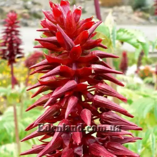 Зображення Меліантус великий - Melianthus major 