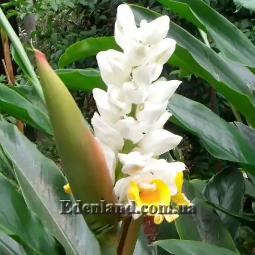 Изображение Альпиния малаккская - Alpinia malaccensis