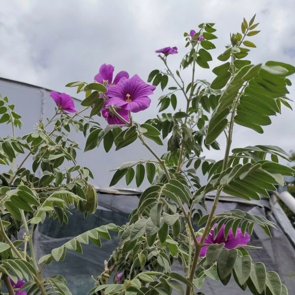 Изображение Моркиллия мексиканская  - Morkillia mexicana