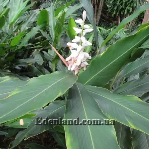 Изображение Альпиния малаккская - Alpinia malaccensis