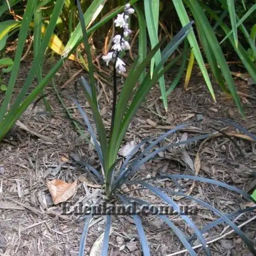Изображение Офиопогон японский - Ophiopogon japonicus