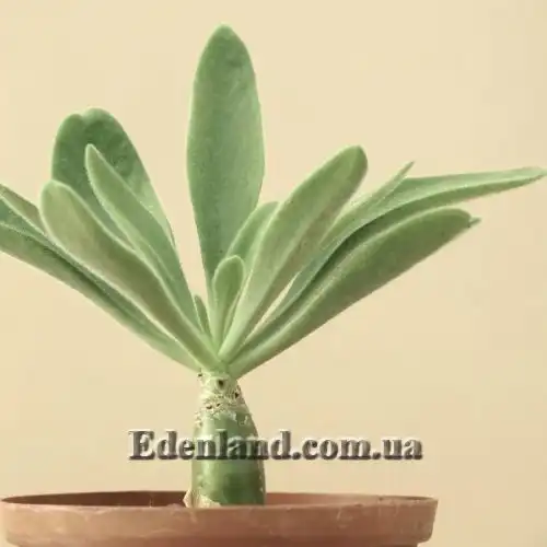 Изображение Тилекодон метельчатый  - Tylecodon paniculatus