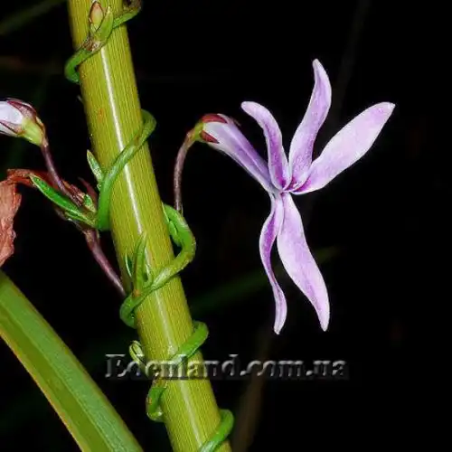 Изображение Цифия льнянковидная - Cyphia linarioides