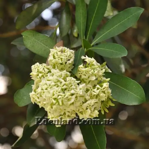 Изображение Альстония школьная - Alstonia scholaris