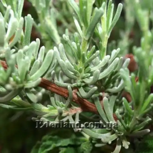 Зображення Еріоцефалус африканський - Eriocephalus africanus