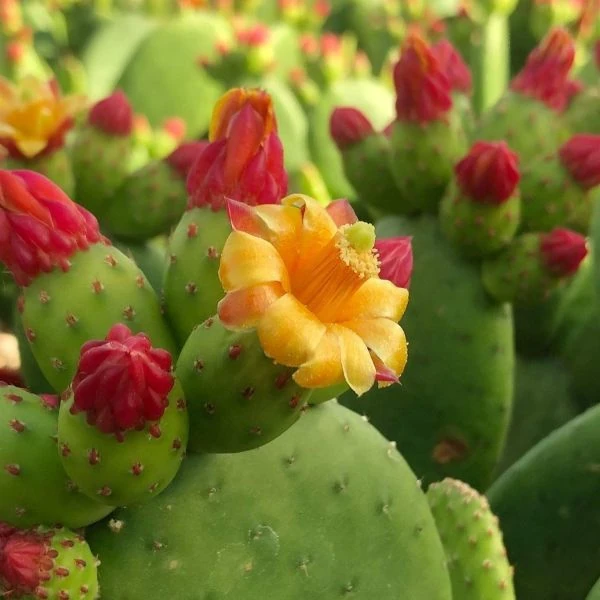 Зображення Тацинга неприємна - Tacinga inamoena 