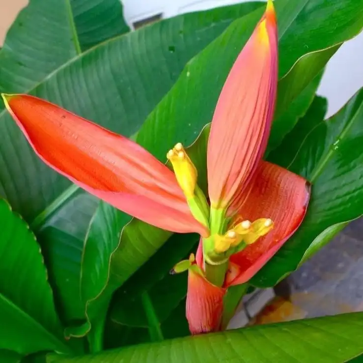 Изображение цветок и завязь