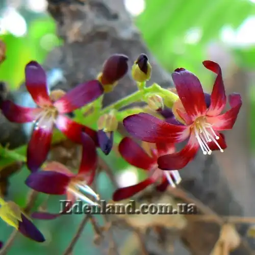 Зображення Аверроа білімбі - Averrhoa bilimbi