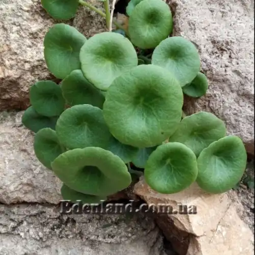 Изображение Умбиликус скальный - Umbilicus rupestris 