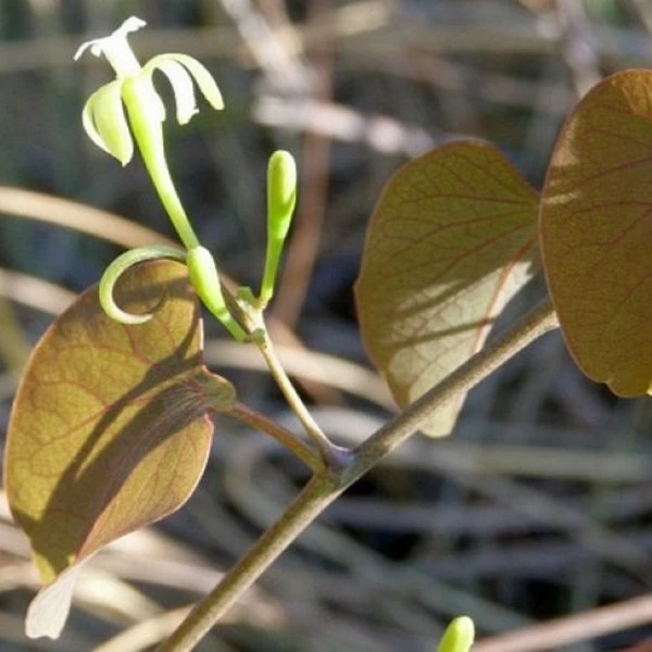 Зображення Аденія ісалоенсіс - Adenia isaloensis 