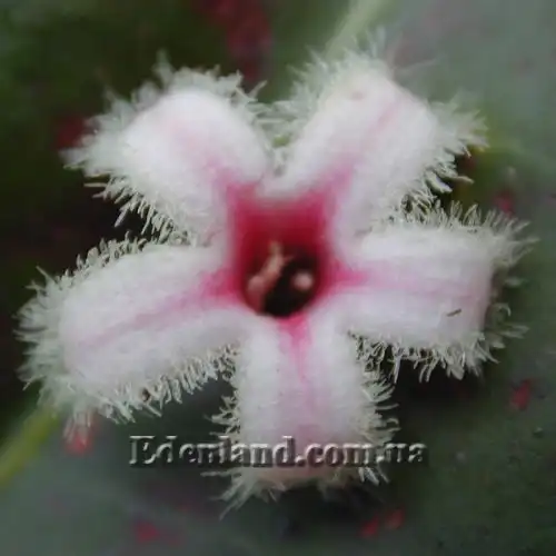 Изображение Цинхона пушистая - Cinchona pubescens