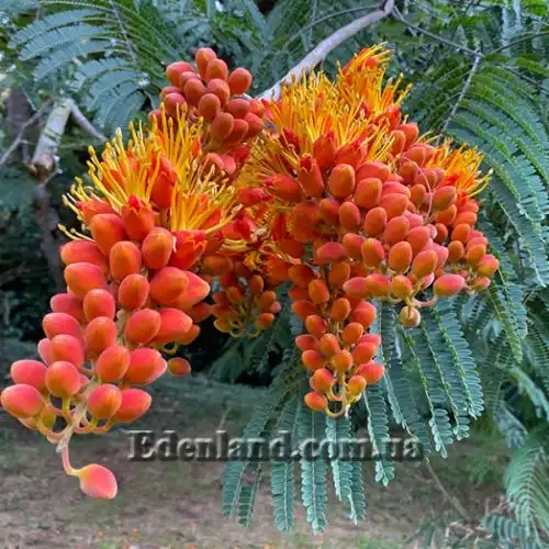 Зображення Кольвілея кістиста - Colvillea racemose