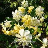 Изображение Гардения Волкенса  - Gardenia volkensii