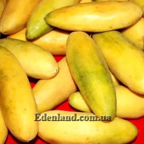 Изображение плоды