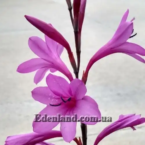 Изображение Ватсония Бурбонская - Watsonia borbonica 