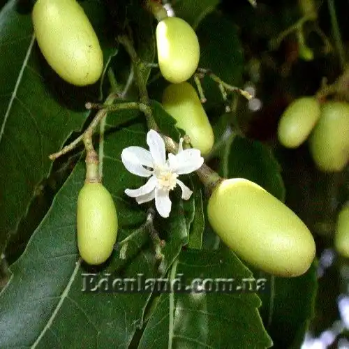 Изображение плоды