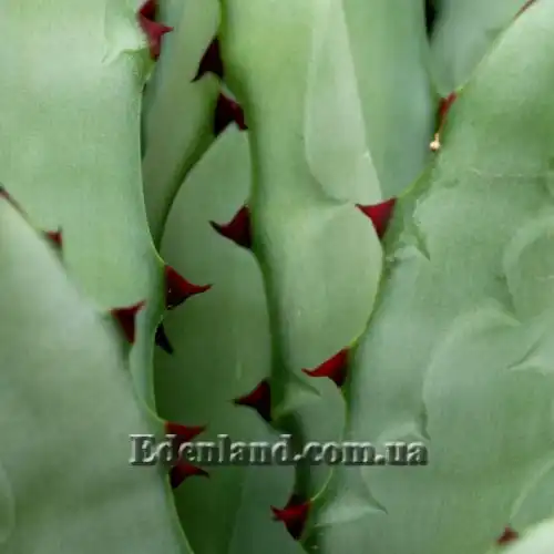 Изображение Агава крупноколючковая - Agave macroacantha