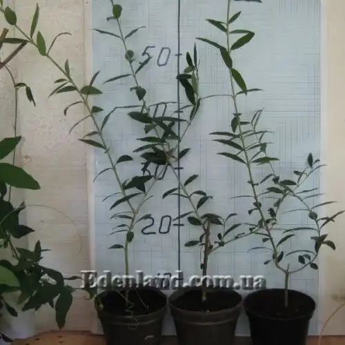 Зображення Олива європейська - Oliva europaea