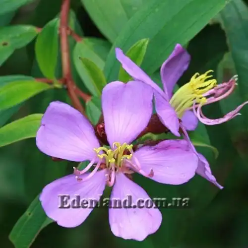 Изображение Меластома малабарская - Melastoma malabathricum