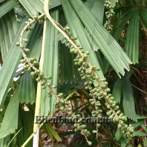 Изображение Ликуала колючая - Licuala spinosa