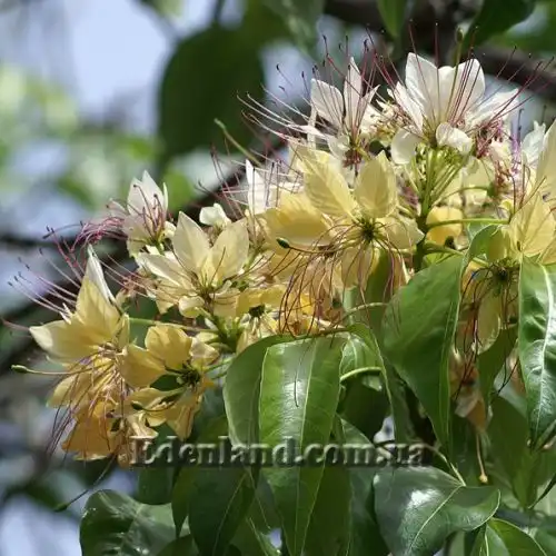 Изображение Кратева священная - Crateva religiosa