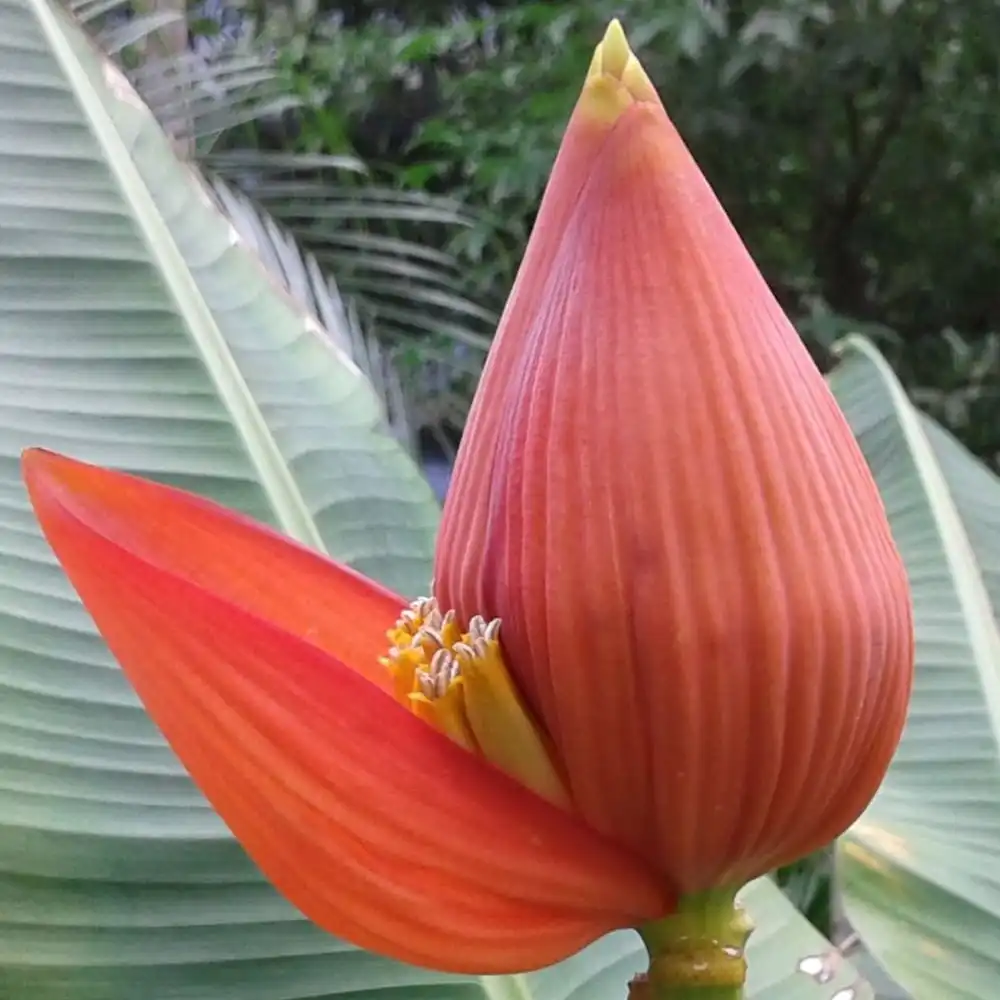 Изображение цветок