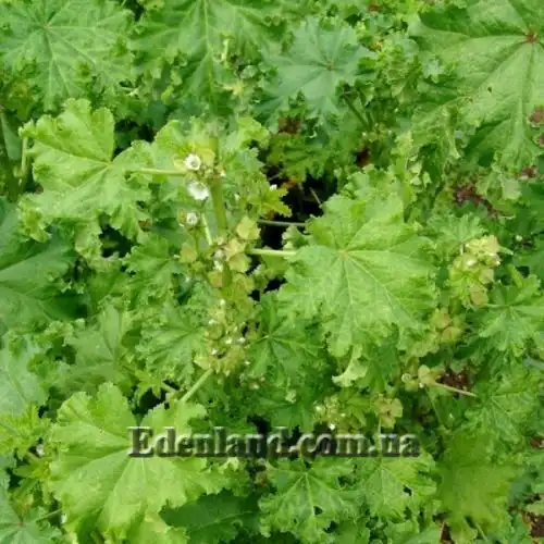 Изображение Мальва кудрявая - Malva crispa 