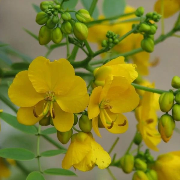 Изображение Сенна щитковидная - Senna corymbosa 